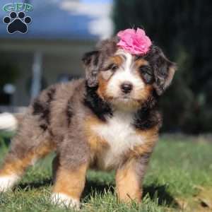 Felicity, Mini Bernedoodle Puppy